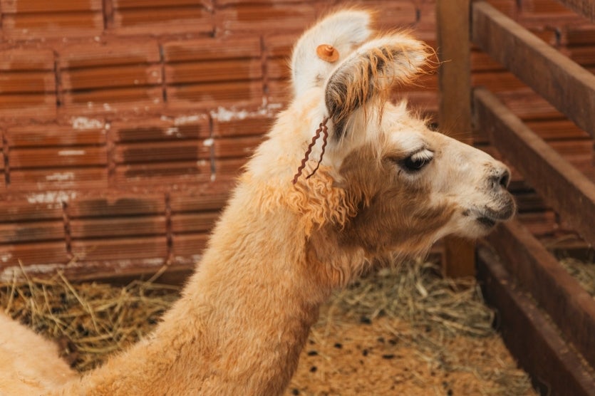 Expo Umuarama Exposição Tem Casinhas Com Abelhas Produzindo (4)