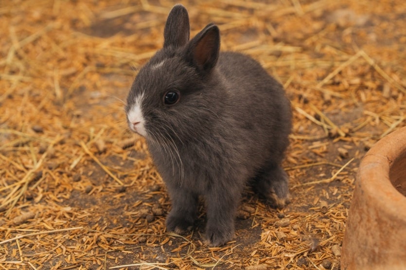 Expo Umuarama Exposição Tem Casinhas Com Abelhas Produzindo (5)