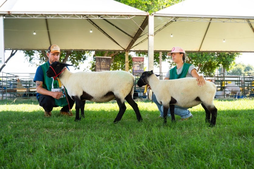 Expo Umuarama Terá Julgamento De Ovinos De Elite (1)
