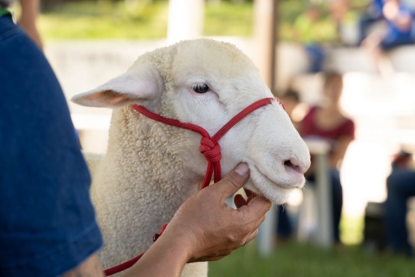Expo Umuarama Terá Julgamento De Ovinos De Elite (2)