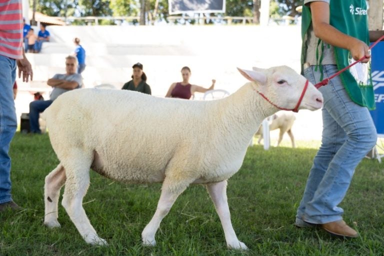 Expo Umuarama Terá Julgamento De Ovinos De Elite (3)