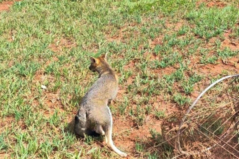 Iat Resgata E Devolve Cachorro Do Mato à Natureza Em Xambrê (1)