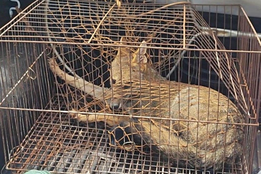 Iat Resgata E Devolve Cachorro Do Mato à Natureza Em Xambrê (2)