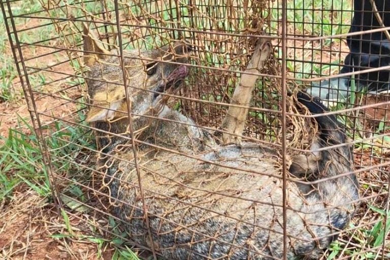 Iat Resgata E Devolve Cachorro Do Mato à Natureza Em Xambrê (3)