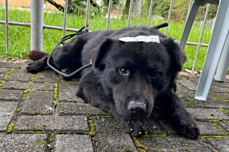 Maus Tratos Deixar Animais Na Rua Pode Render Multa De R$ 10 Mil