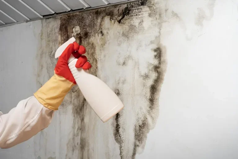 Mofo Em Casa O Que Fazer Para Evitar Remover E Proteger Sua Saúde