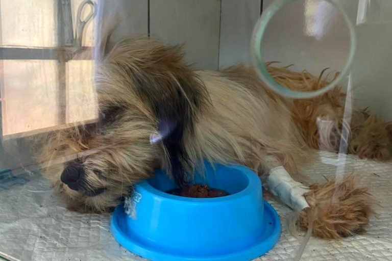 Moradora De Altônia é Presa Por Maus Tratos A Animais (1)