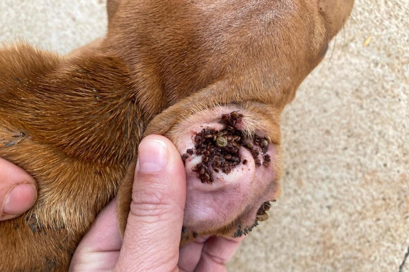 Moradora De Altônia é Presa Por Maus Tratos A Animais (2)
