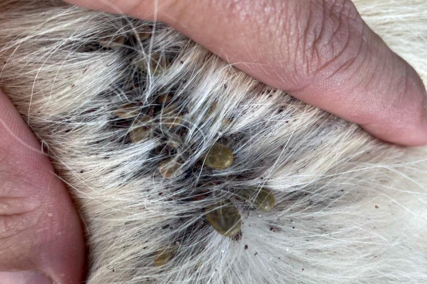 Moradora De Altônia é Presa Por Maus Tratos A Animais (3)