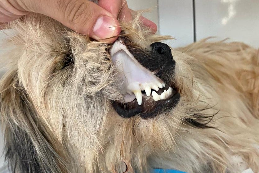 Moradora De Altônia é Presa Por Maus Tratos A Animais (4)