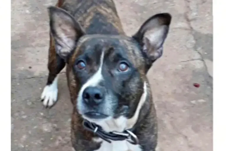 Morre Jack, Cãozinho Atacado Pelo Jacaré Do Aratimbó Há 8 Anos (1)
