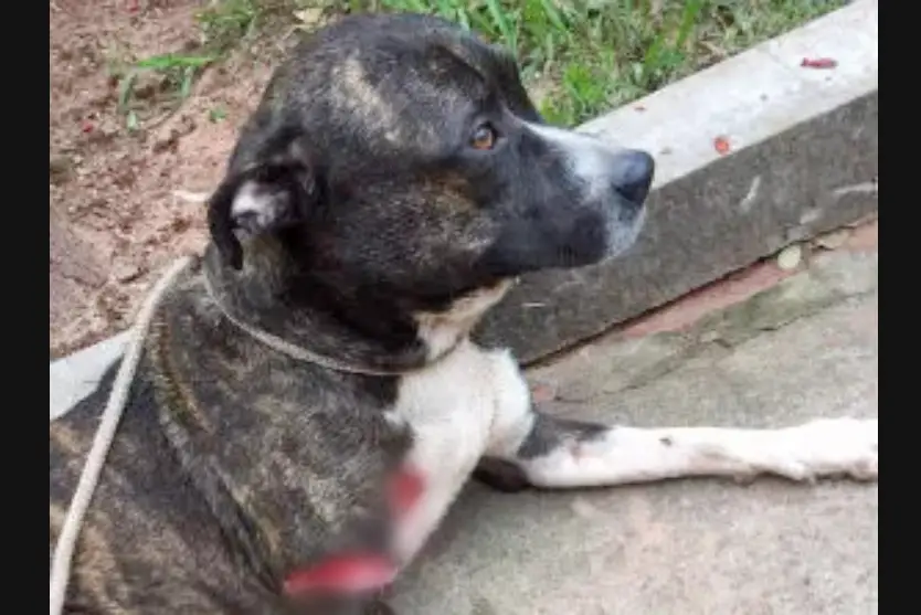 Morre Jack, Cãozinho Atacado Pelo Jacaré Do Aratimbó Há 8 Anos (2)