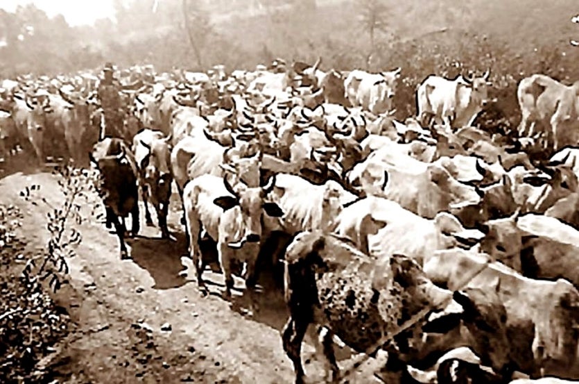 O Sucesso Da Pecuária No Noroeste Motivou A Criação Da Exapiu! (3)