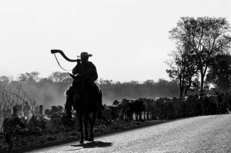 O Sucesso Da Pecuária No Noroeste Motivou A Criação Da Exapiu! (4) Nova