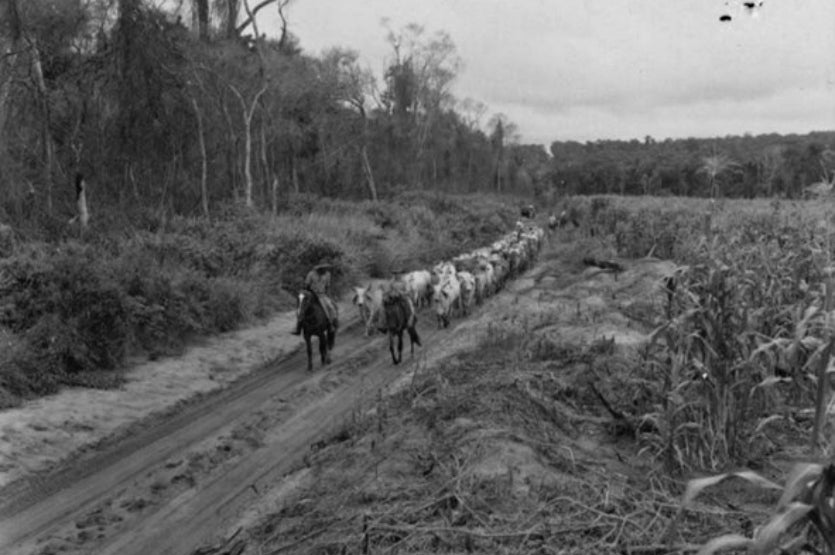 O Sucesso Da Pecuária No Noroeste Motivou A Criação Da Exapiu! (5)