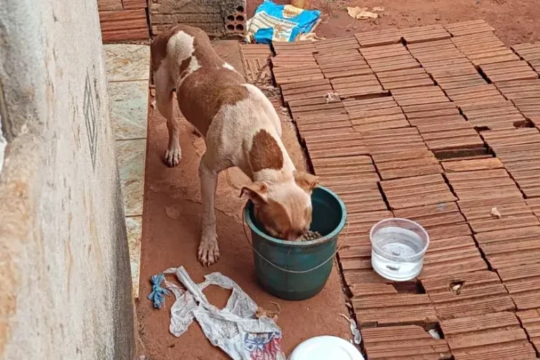Pcpr De Iporã Resgata 2 Cães E Prende Homem Por Maus Tratos (1)