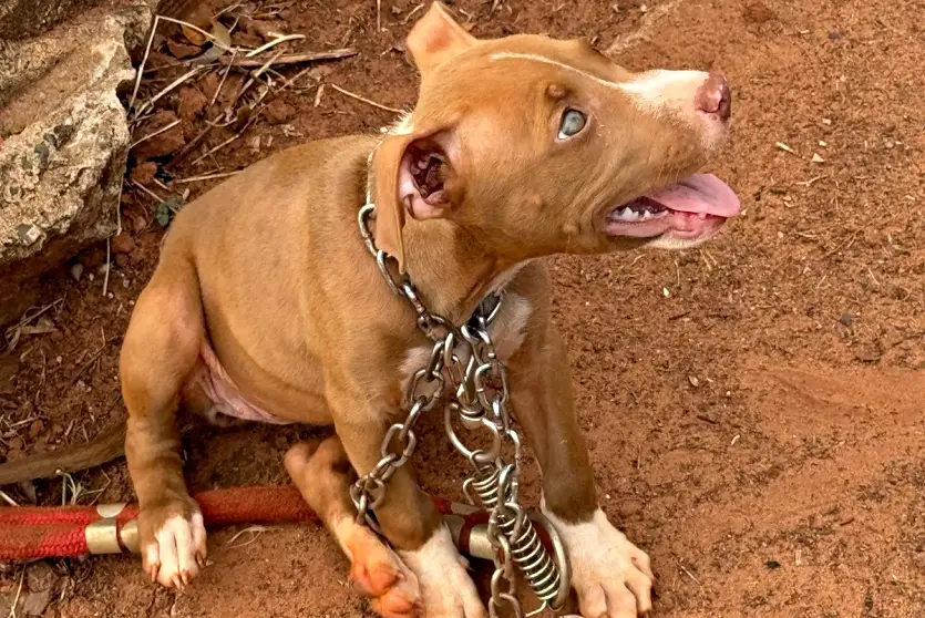 Pcpr De Iporã Resgata 2 Cães E Prende Homem Por Maus Tratos (4)