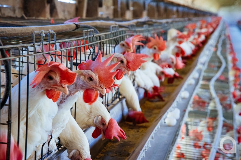 Produção De Ovos De Granja Local Chega A 500 Mil Unidadesmês (11)