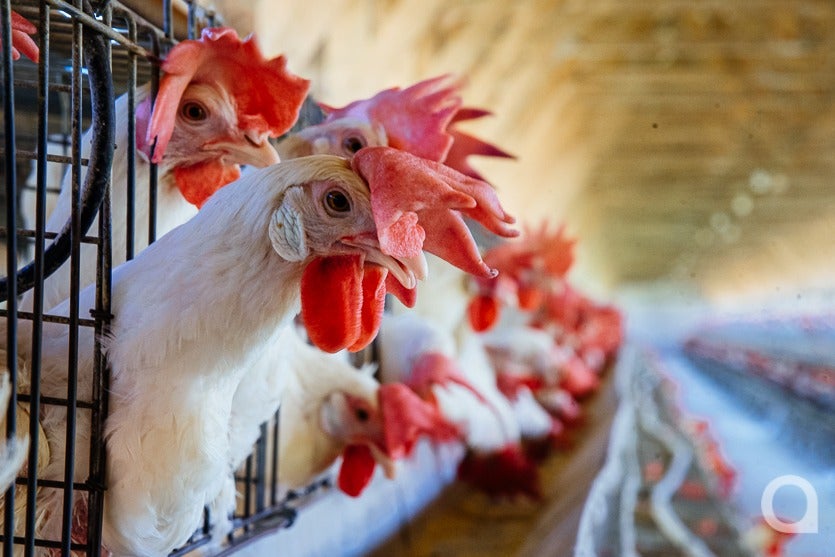 Produção De Ovos De Granja Local Chega A 500 Mil Unidadesmês (12)