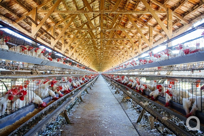 Produção De Ovos De Granja Local Chega A 500 Mil Unidadesmês (15)