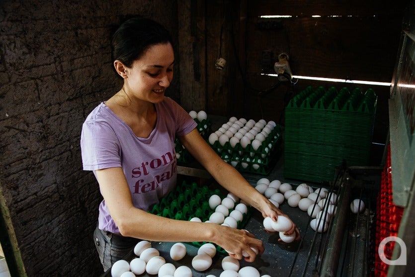 Produção De Ovos De Granja Local Chega A 500 Mil Unidadesmês (16)