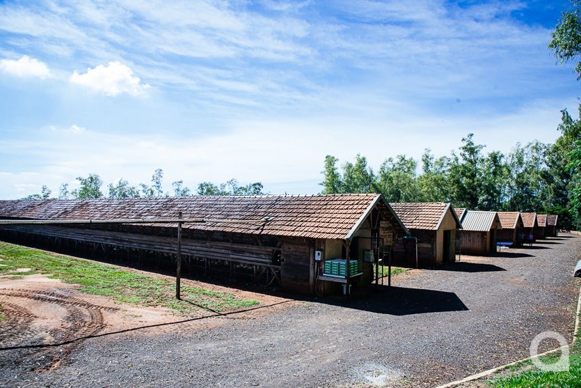 Produção De Ovos De Granja Local Chega A 500 Mil Unidadesmês (2)