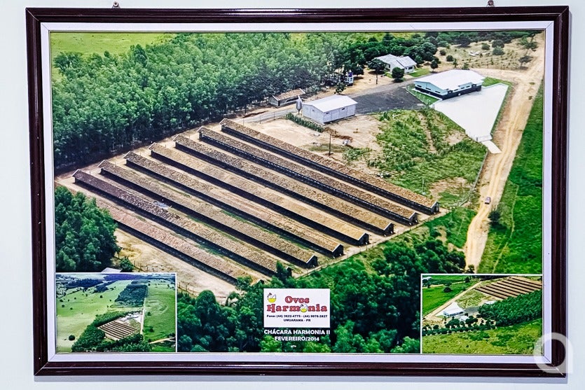 Produção De Ovos De Granja Local Chega A 500 Mil Unidadesmês (6)