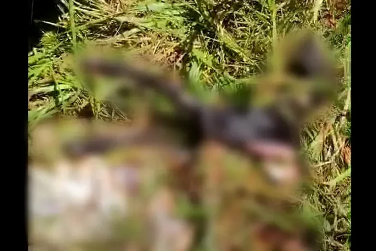 Proprietário Rural Encontra Carcaça De Ovelha Morta Por Onça Parda