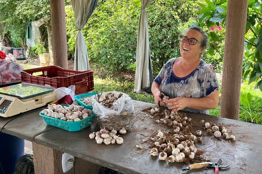 Seminário Da Expo Umuarama Debate Projeto ‘alho Livre De Vírus’ 1