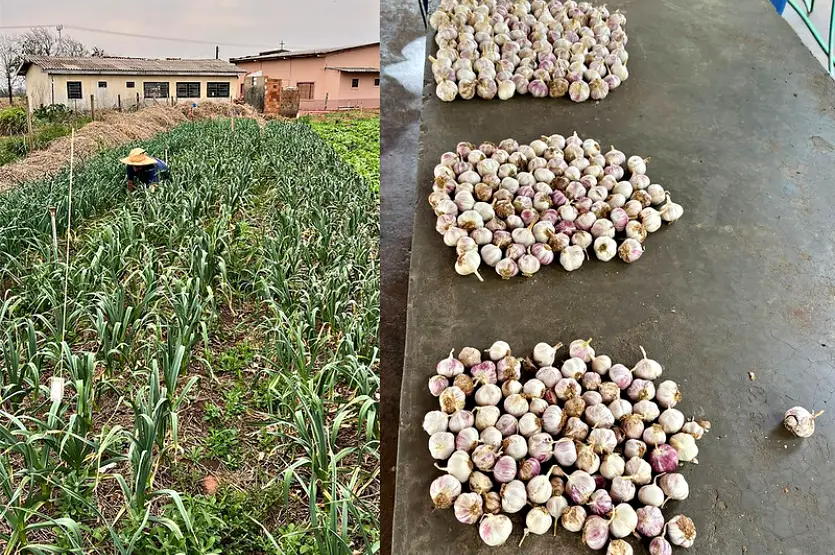 Seminário Da Expo Umuarama Debate Projeto ‘alho Livre De Vírus’ 2