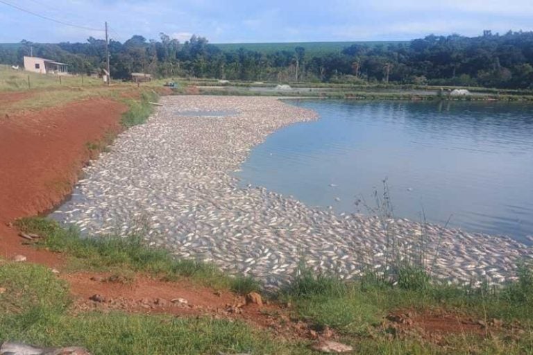 Queda de energia mata peixes no Paraná; 55 mil morreram.