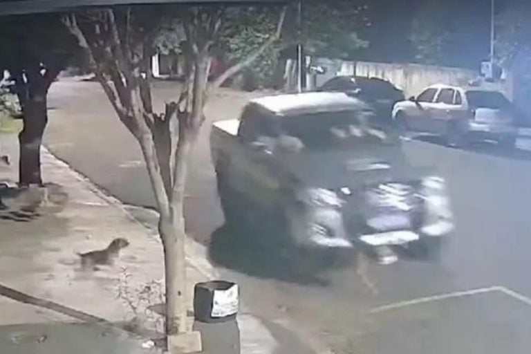 Suspeito de atropelar cachorro de propósito em Porto Rico é ouvido pela PCPR. Na foto, uma imagem do atropelamento.