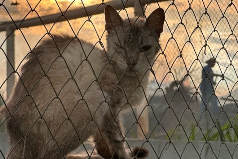 Fogo no aterro sanitário de Umuarama ficou próximo de canil com mais de mil animais. Na foto, um gato ao lado do incêndio sendo combatido.