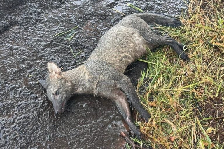 Graxaim morto em Umuarama é encontrado na Estrada Bonfim