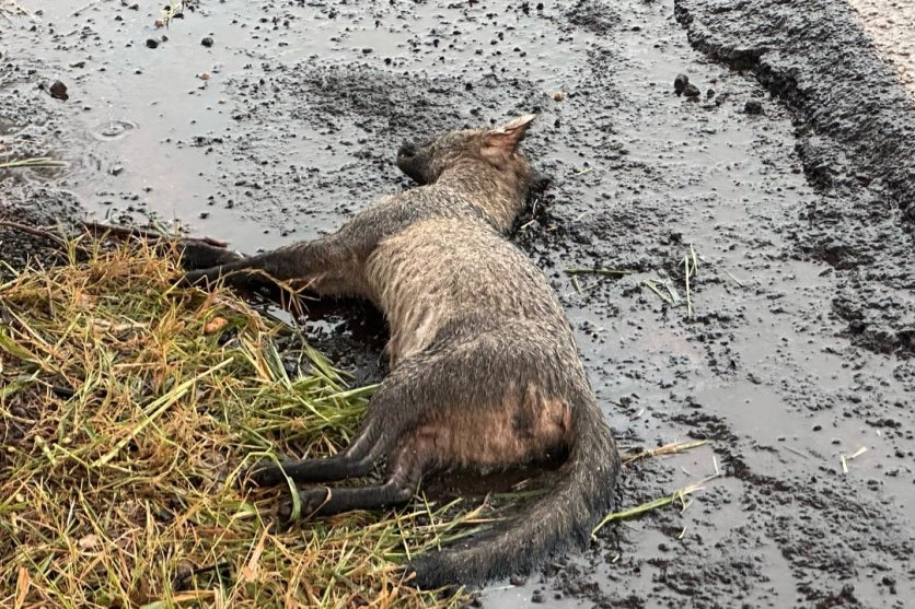 Whatsapp Image 2025 03 11 At 14.45.31