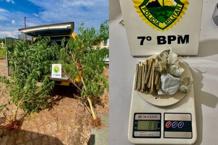 Jovem com pés de maconha é preso em Goioerê por tráfico de drogas.