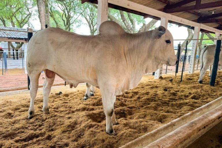 Expo Umuarama realiza neste sábado o primeiro leilão da programação do ‘Jubileu de Ouro".