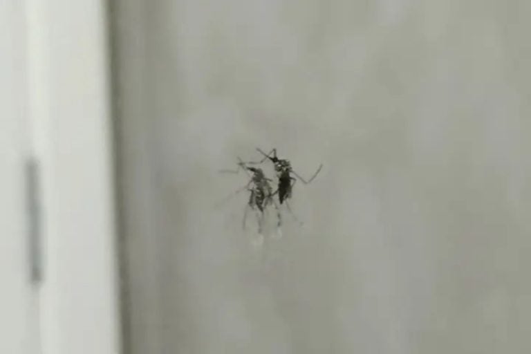 12ª RS de Umuarama registra 268 novos casos de dengue em uma semana.