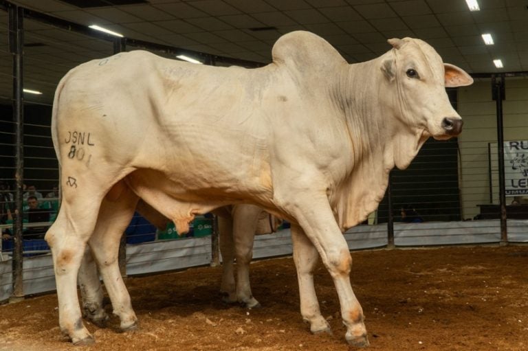 Expo Umuarama retoma sua agenda de leilões nesta quinta-feira.