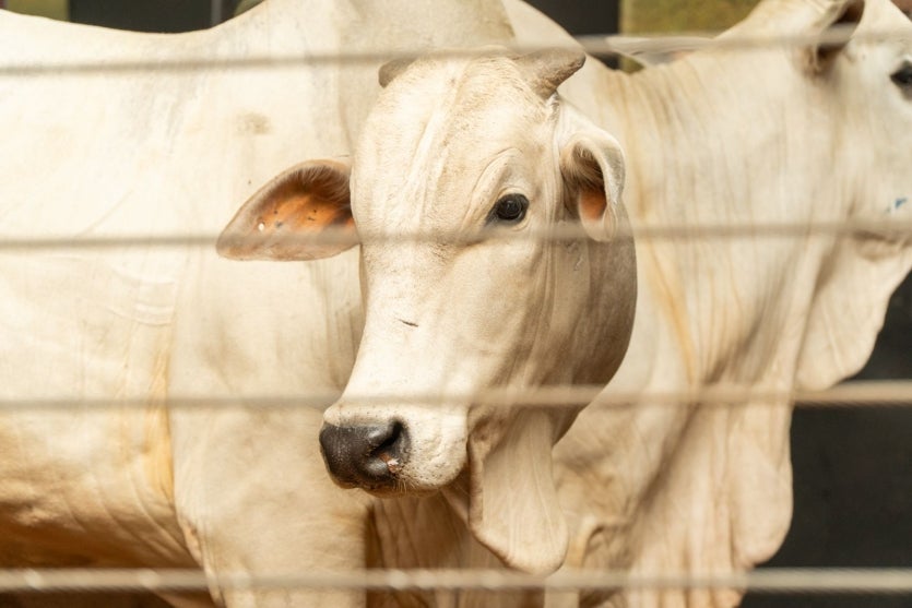 Whatsapp Image 2025 03 19 At 14.03.03