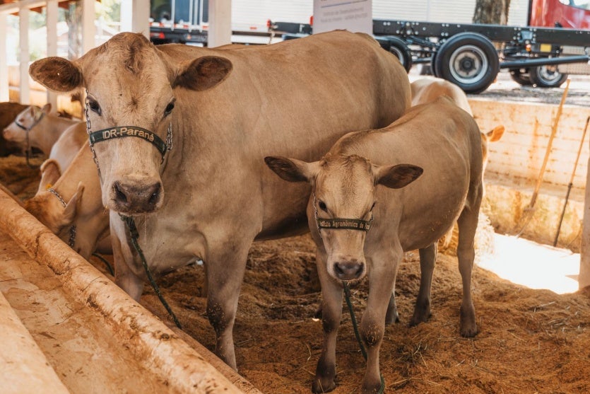 Whatsapp Image 2025 03 21 At 11.30.59 (1)