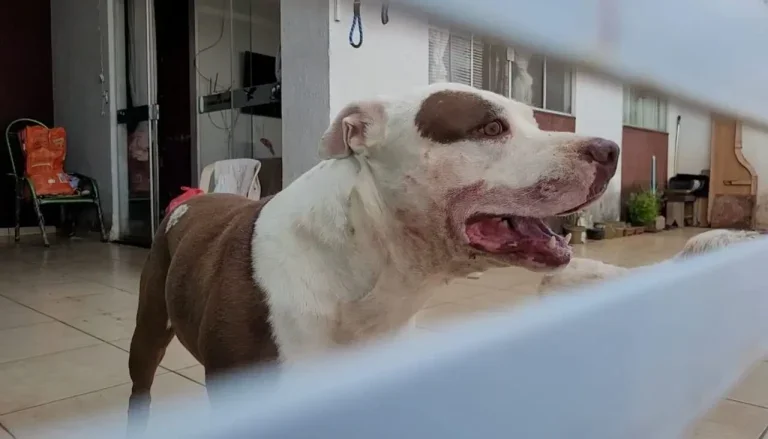 Uma menina de um ano e quatro meses foi gravemente ferida no rosto após ser atacada por um cachorro da raça pitbull na tarde desta sexta-feira (28), no bairro Jardim Esperança, em Sarandi.