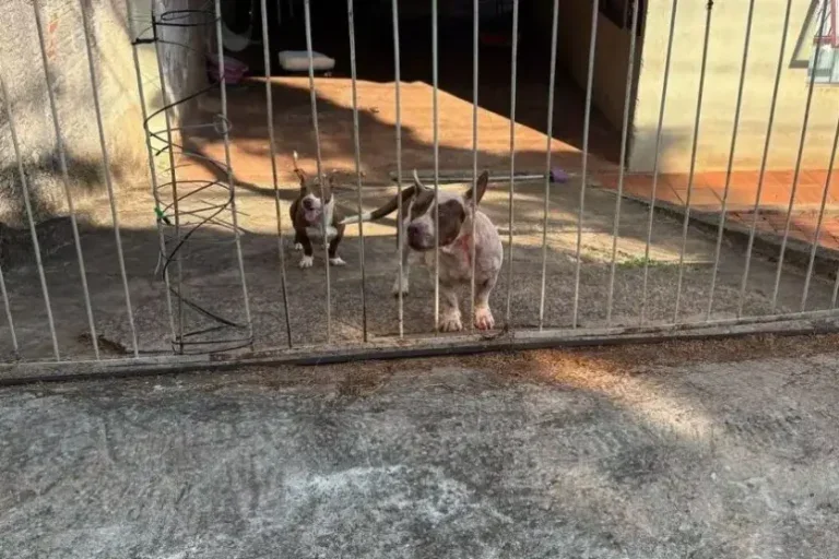 Ataque de pitbulls: após o ataque, a idosa foi levada às pressas ao hospital