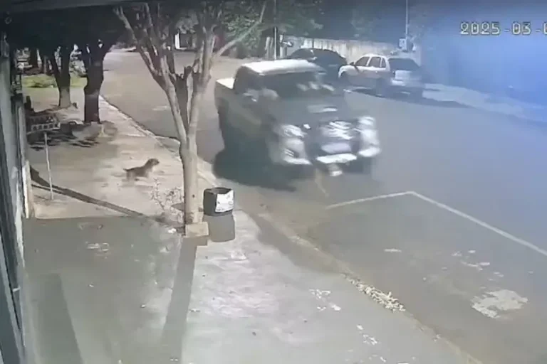 Motorista atropela cachorro: