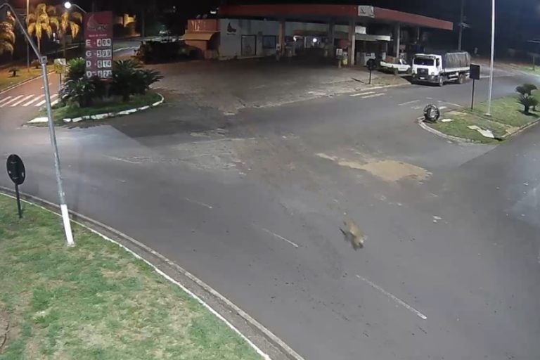 Onça-parda é vista em Pérola e Prefeitura faz alerta à população.