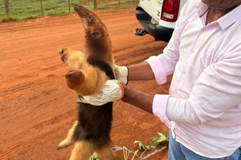 IAT resgata tamanduá em Xambrê; animal estava muito ferido.