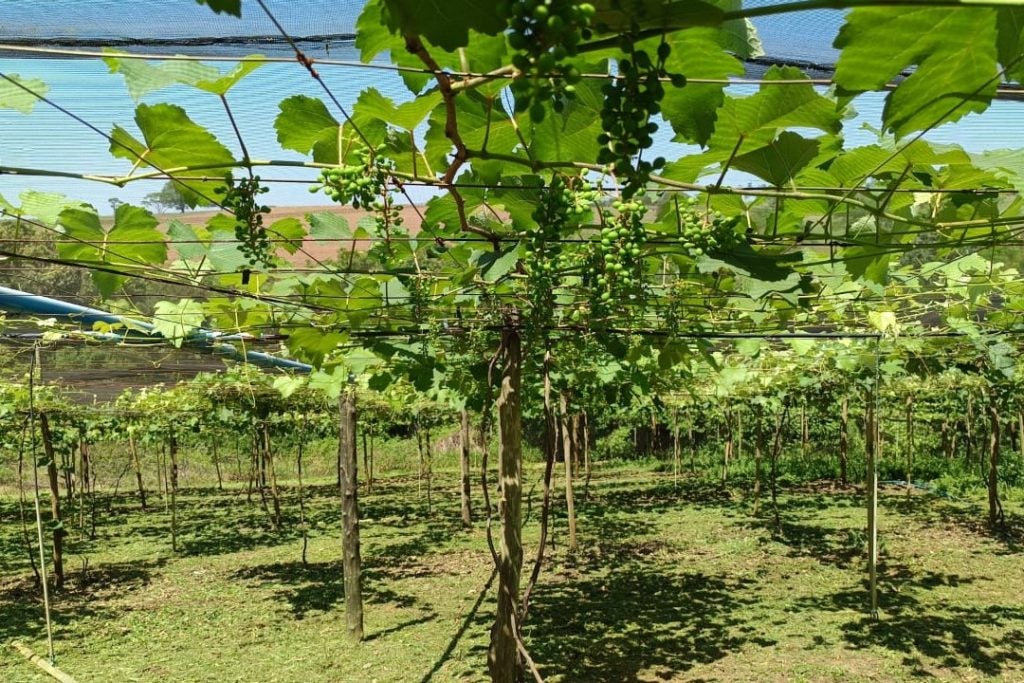 Uva Lavoura 1 Pessoal