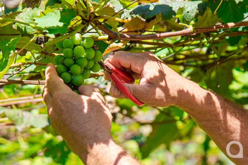 Uva Lavoura (11)