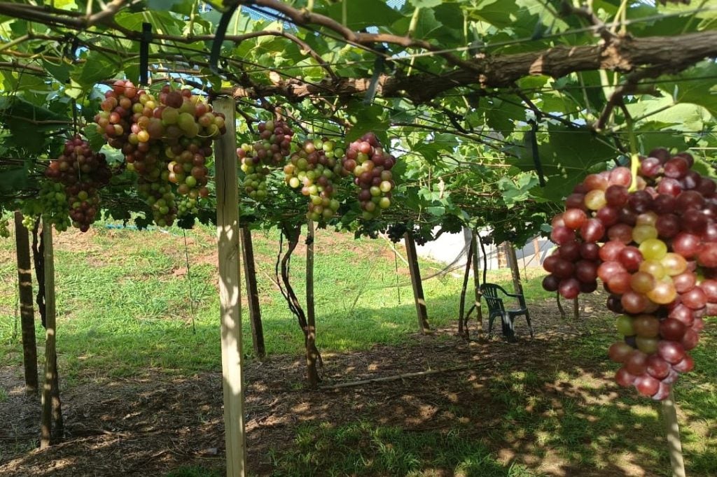 Uva Lavoura 2 Pessoal