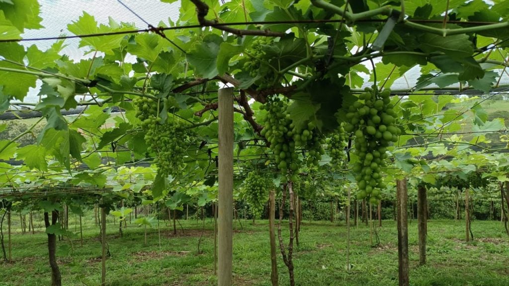 Uva Lavoura 3 Pessoal